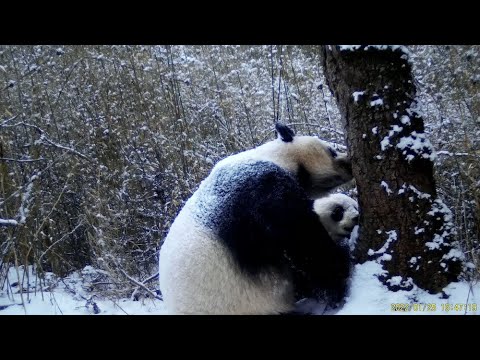 The giant panda mother's scent marking 'lesson' in the wild