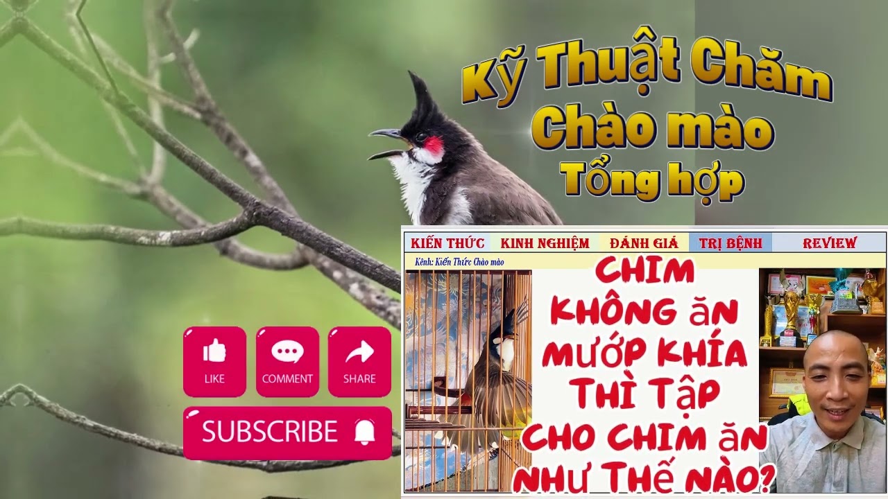 5 Bước Vàng Chăm Chào Mào Căng Lửa – Dễ Làm, Hiệu Quả Bất Ngờ!