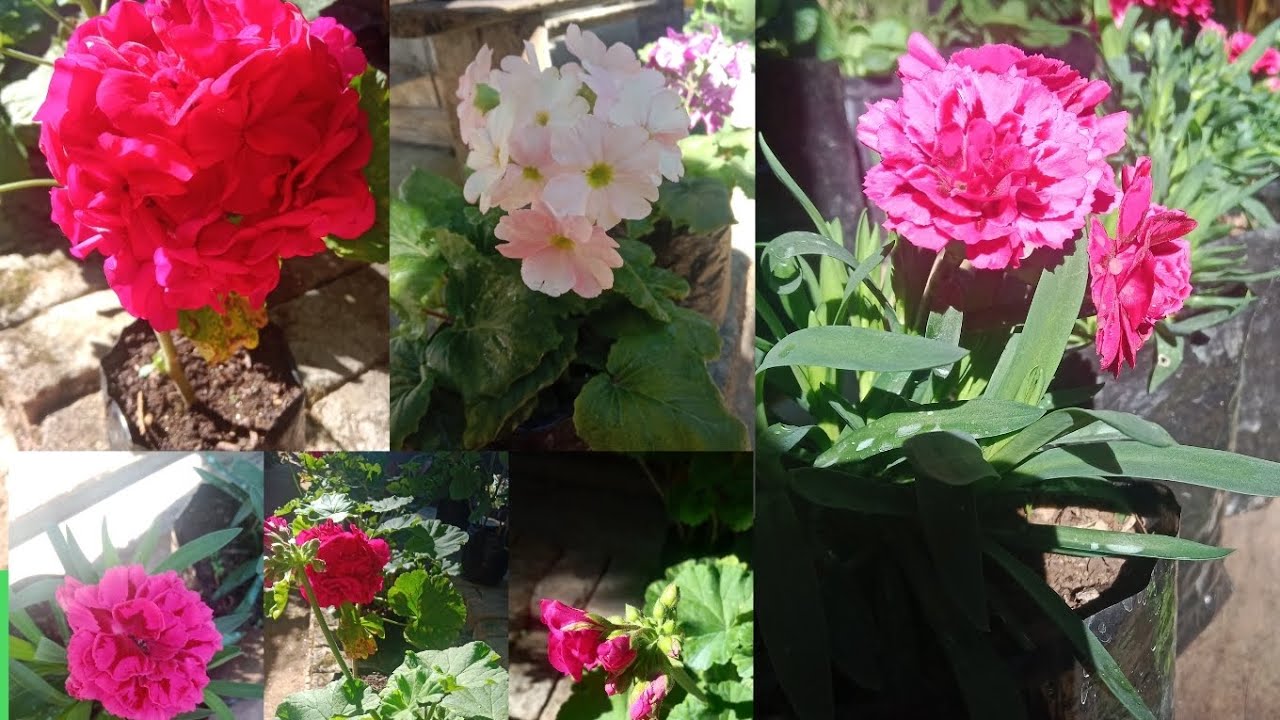 December #month## colourful blooming #winterflower🌼🌼🌼🌼