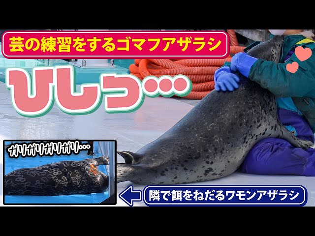 芸の練習をするゴマフアザラシと、隣でひたすら餌をねだる