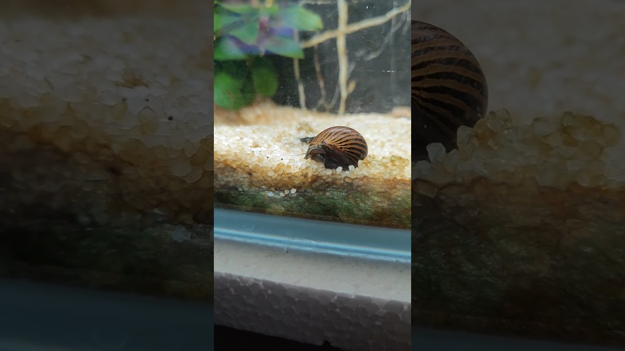 #Nerite