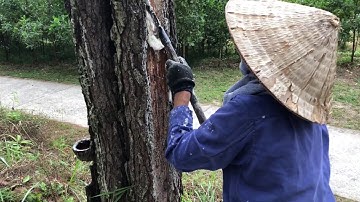 Nghề khai thác nhựa thông ở Quảng Ninh (Pine Resin extraction)