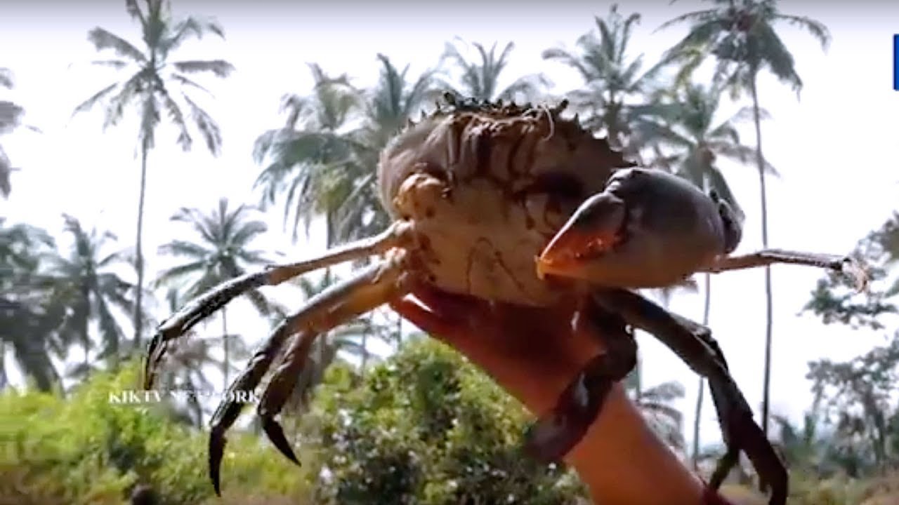 BIGGEST CRAB FRY MAKING @ GOA || STREET FOOD - YouTube