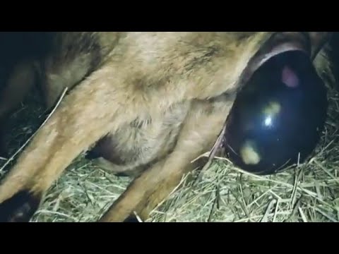 Video: ¿Cuánto tiempo están embarazadas las cabras enanas nigerianas?