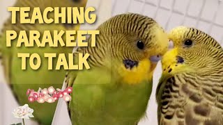 Parakeet Trying To Talk