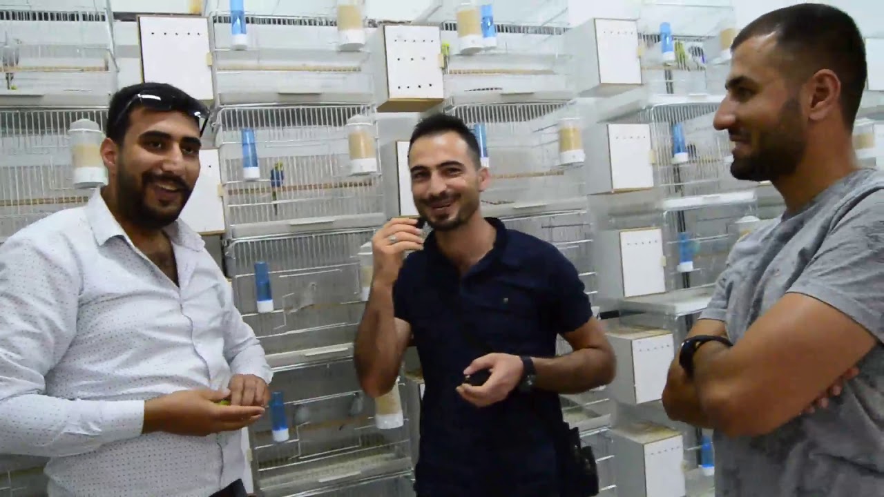 Muhabbet kuşu üretimhanesi. Mutasyon muhabbet kuşu çeşitleri ve üretimi. Kara kanat muhabbet tuşu.