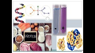 PROTEIN (Pengertian, Struktur, Jenis, & Uji kualitatif Protein)