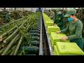 Bamboo to Fashion | Watch How Green Fabric is Made in a Modern Factory (Full Process)