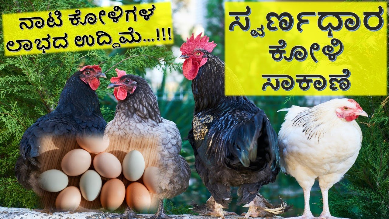 ಸ್ವರ್ಣಧಾರ ಕೋಳಿ ಸಾಕಾಣೆ|