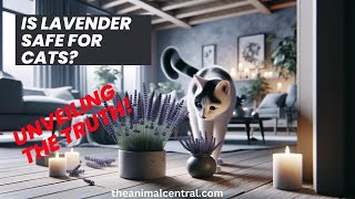 Is Lavender Safe for Cats? Unveiling the Truth!
