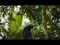 Purple faced langurs (Semnopithecus vetulus nestor)