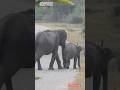 Wild Elephants family #animallife #wildlife #elephant #viral #animals #shorts #wildelephant #nature