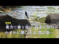 情け川 (カラオケ)☆ 森若里子