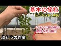 「ぶどうの作業」解説！ぶどうの摘粒作業。いろんな房を行いました！