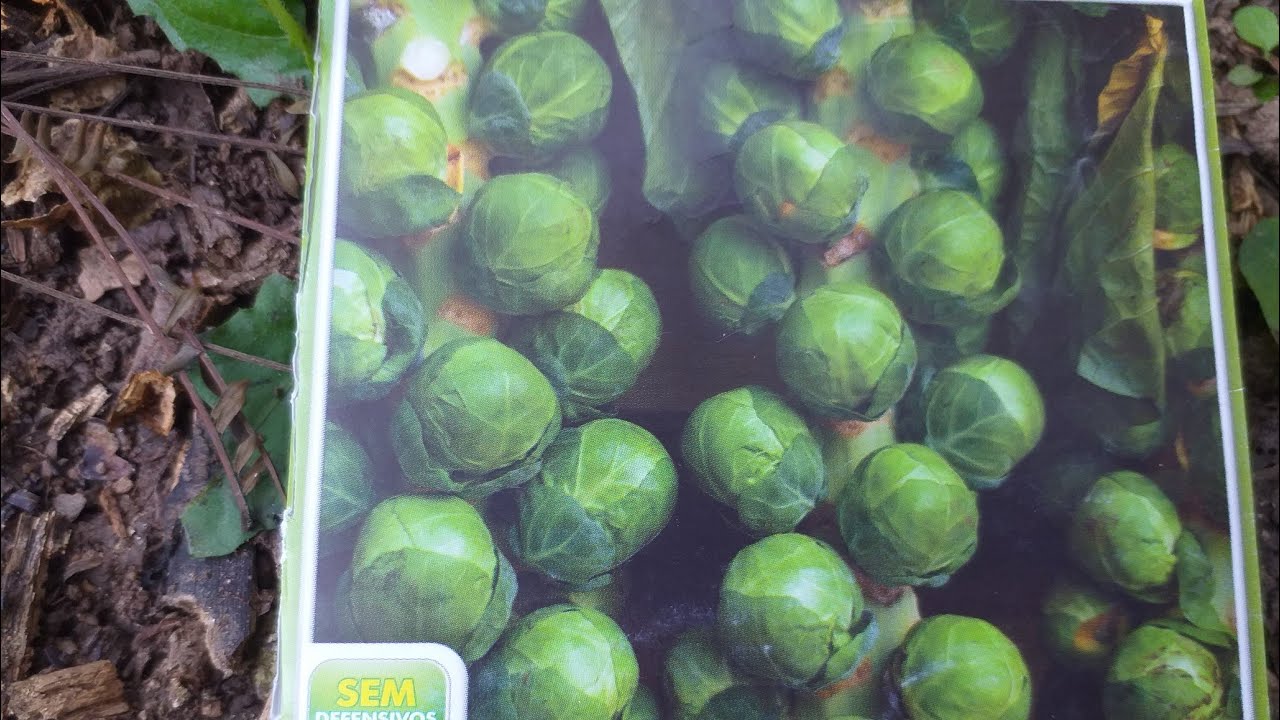 Couve d bruxela ( repolhinho), época d plantio  outono, ciclo longo, conheça as particularidades .