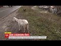 У районі Києва кози стали причиною конфлікту жителів багатоповерхівки та приватного сектору