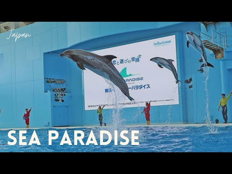 DOLPHIN SHOW |