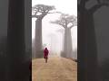 Why is this tree so important to the indigenous people? #shortvideo