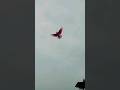 High flyer pigeon landing highflyer kabooter birds viral