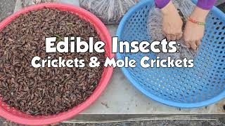 Edible Insects: Crickets & Mole Crickets