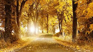 Young Dreams 432Hz A4 Tuning