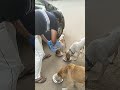 dog food #shortvideo #shorts #dog #automobile