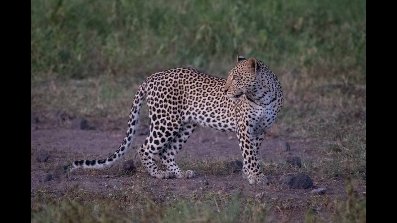 Leopard cub lies on track after sunset