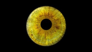 Hermengu, Glied - X Visualizer