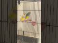 #breeding progress # gouldian Finch