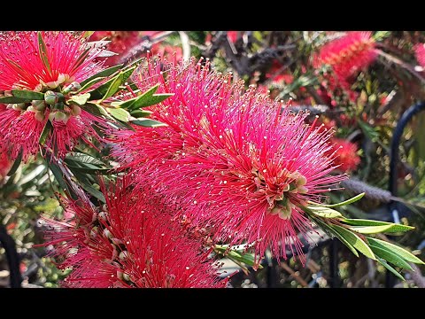 Video: Callistemon, Lossis Krasivotynochnik