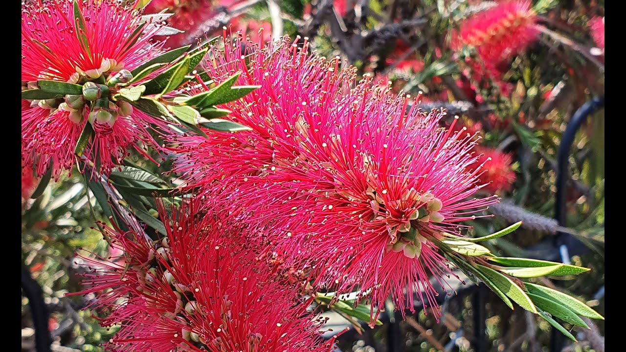 Top Tips No.3 - Is it Worth Growing Shrubs From Seed?