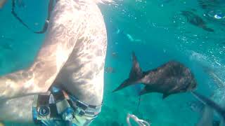 Best Dive Cozumel- Snorkelling German Friends--Instagram -- Whatsapp 52-987-8-00-51-41