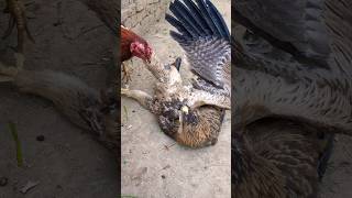 Angry Eagle Has Stopped Rooster With Its Claws