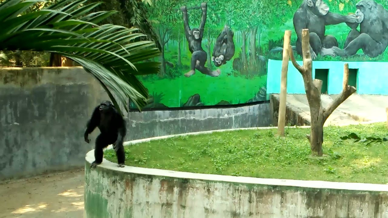 patna zoo 11/12/2021from Aps official YouTube