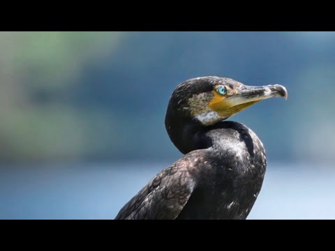 Cormorani, graziosi uccellacci