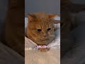 「足臭くない？」と聞いたら、気まずそうな顔で返事してくる猫ちゃんwww