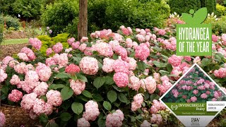 Hydrangea of the year - Invincibelle Ruby