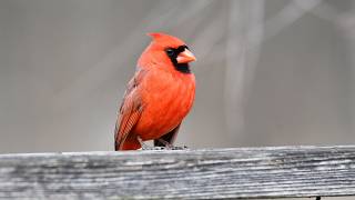 Get To Know The Northern Cardinal