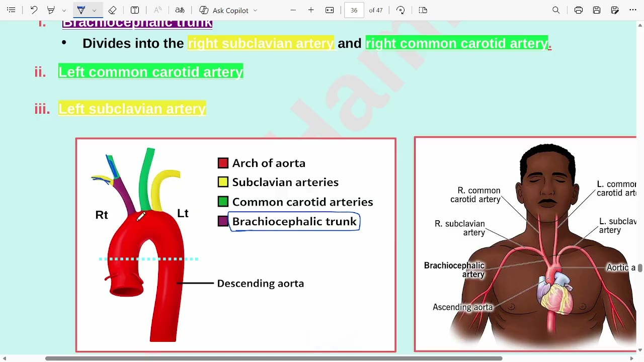 Ju anatomy - Lecture 6 / part 2