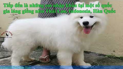 Chó alaska trắng đen giá bao nhiêu năm 2024