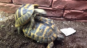 Proč je želva zelená nenáročná?