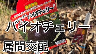 BioCherry] Intergeneric hybrid: Plum x Cherry, Rosaceae, Plum