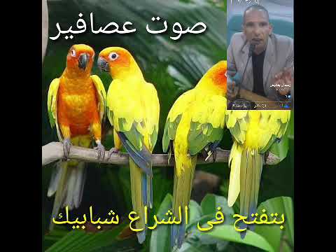 صوت عصافير شعر وإلقاء رمضان بقشيش 