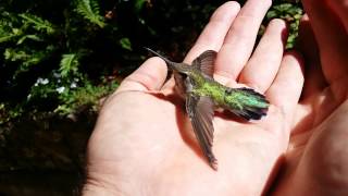 Saving a trapped hummingbird!