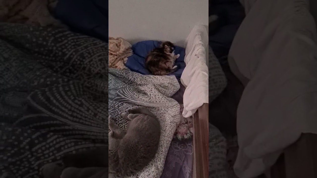 #cat #веселыекоты #прикольныекоты