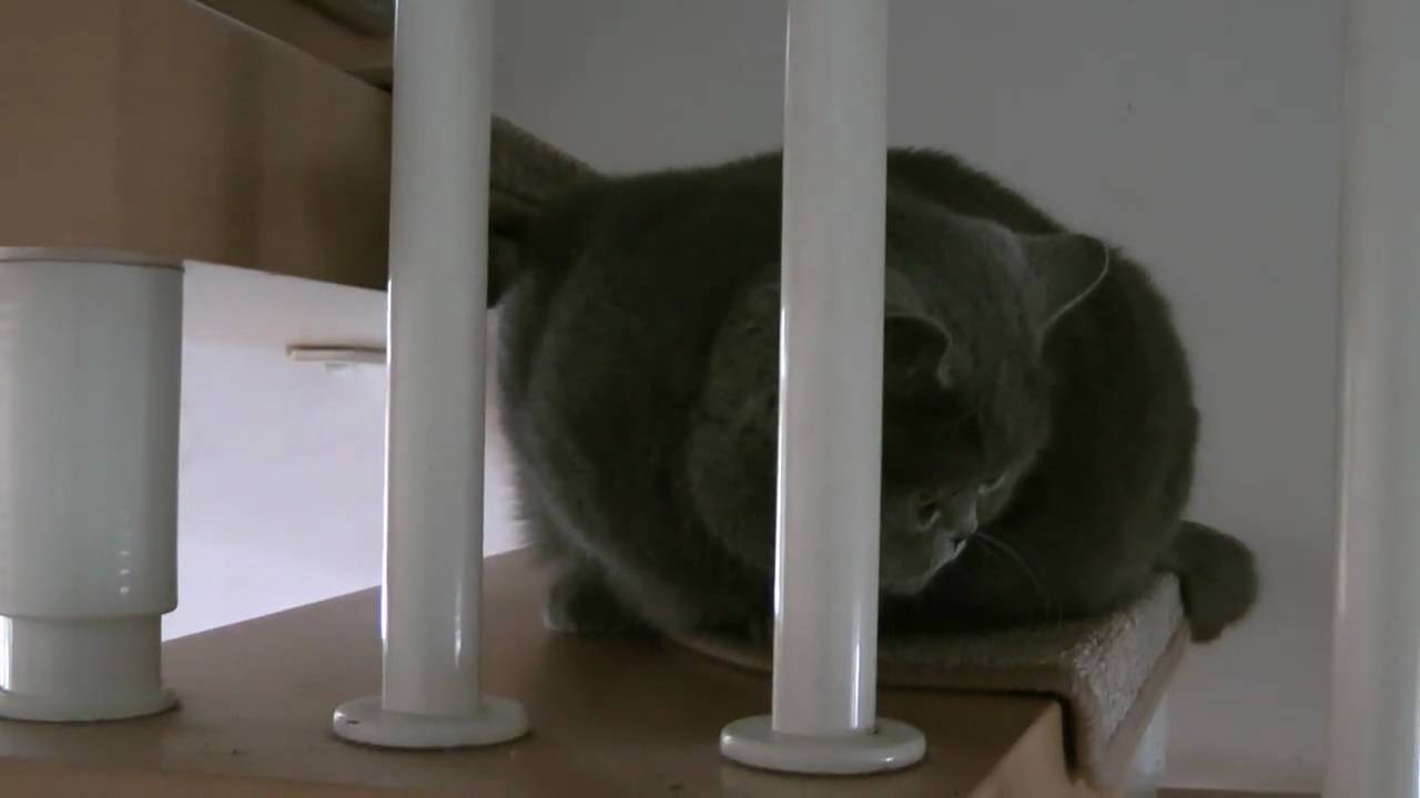 KaffKat wie sie leibt und lebt