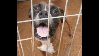 Boxy Von Boxer Und Freunde