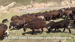 Гиссарские овцы и аборигенные САО Таджикистана саги дахмарда Абдурозика из селения Сугдиён