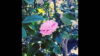 FLOWER (ONE HOUR OF CINEMATIC DARK AMBIENT)