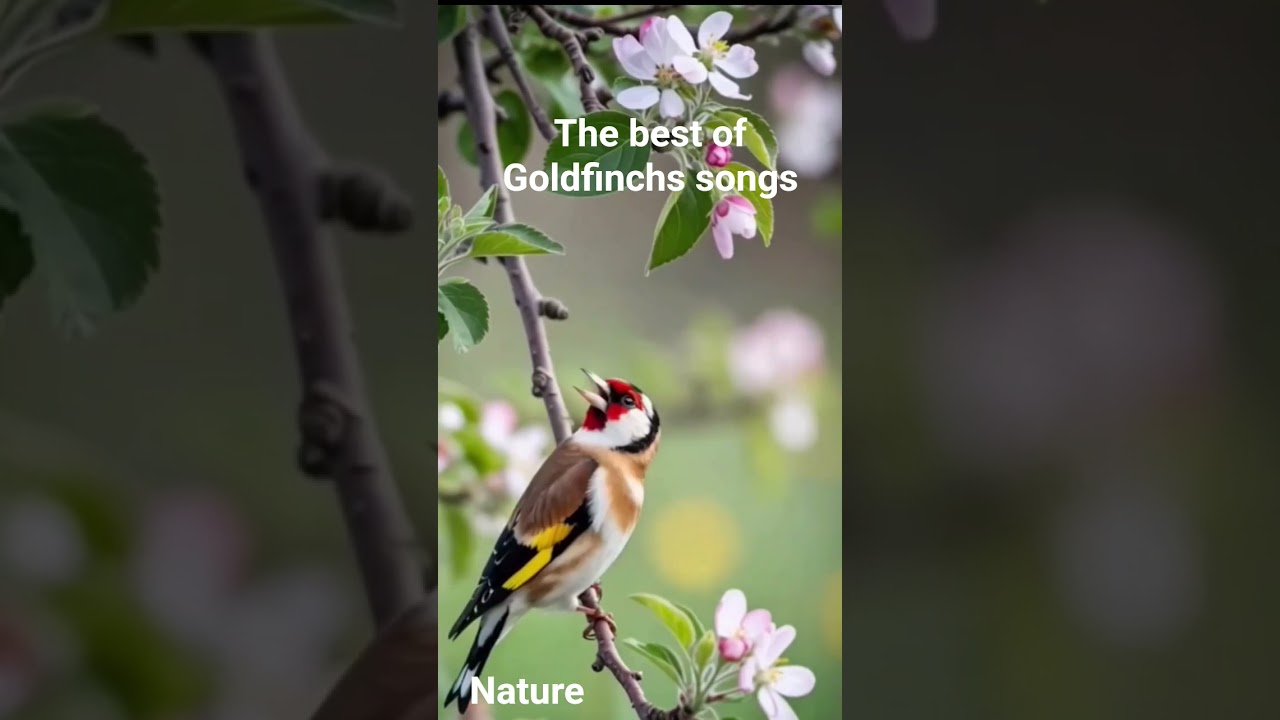 The best of Goldfinchs songs 